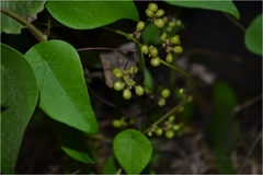 Stephania hernandiifolia